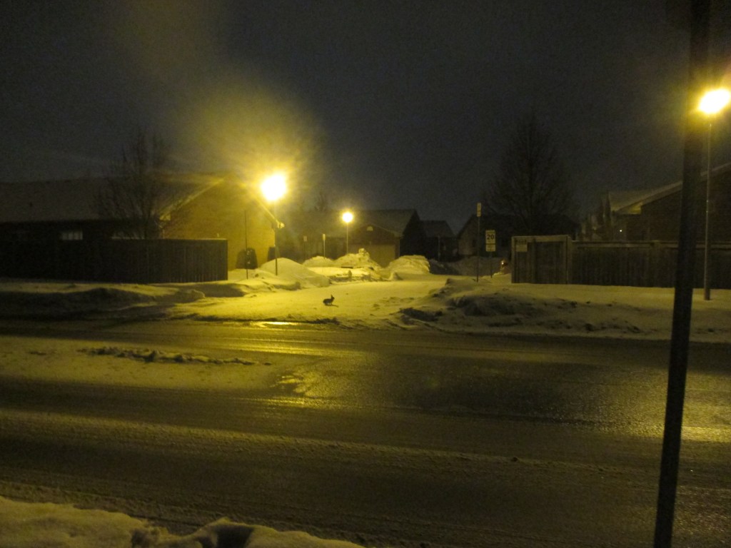 Hard to see... but she is there... Bugsie 